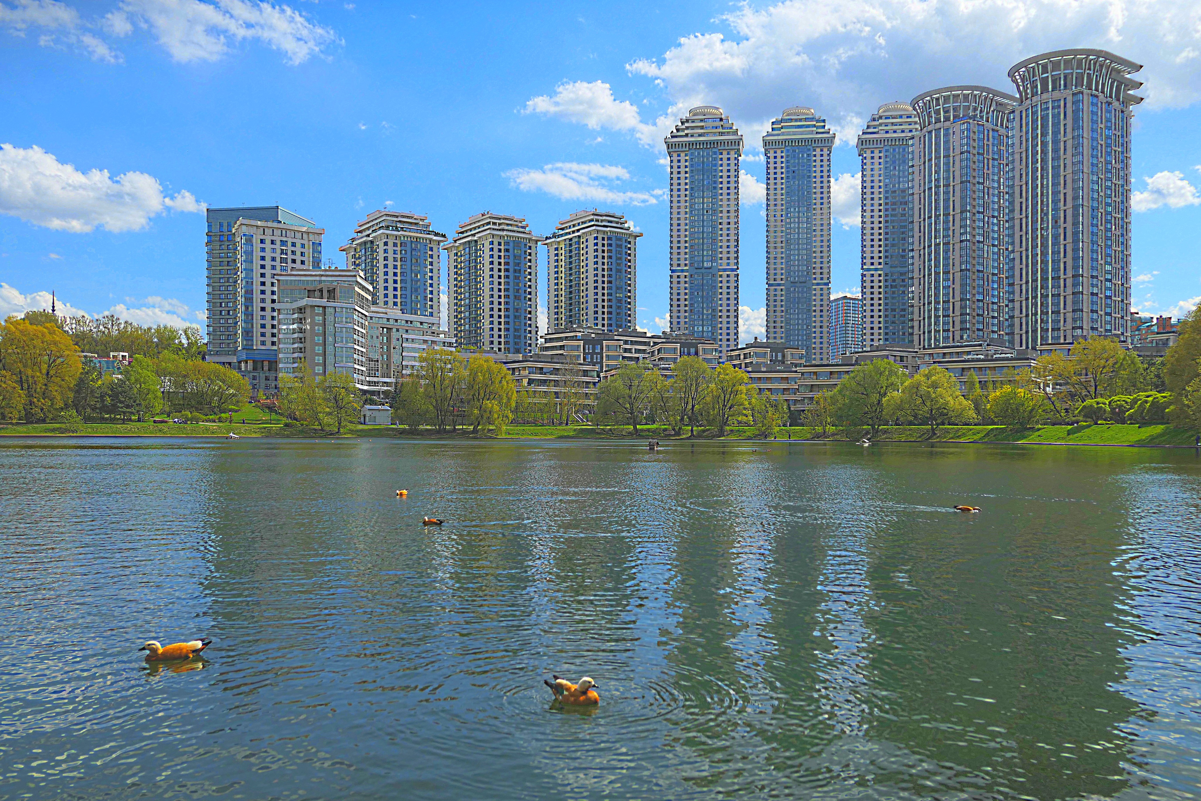 Мосфильмовский пруд в пойме р. Сетунь. Фото Морошкина В.В.