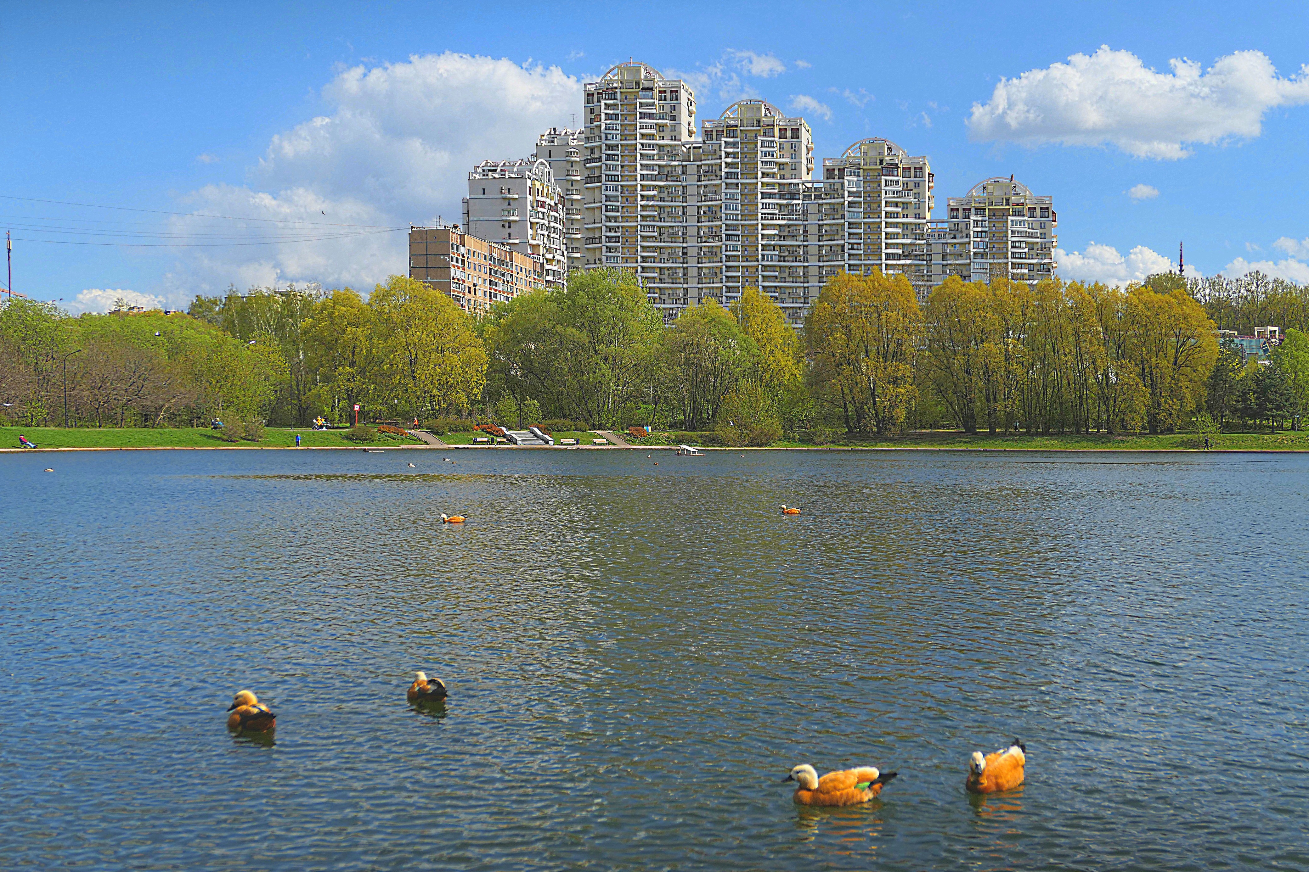 Мосфильмовский пруд возле Минской ул. Фото Морошкина В.В.