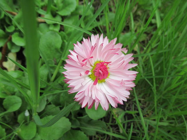 VFL.RU - ваш фотохостинг