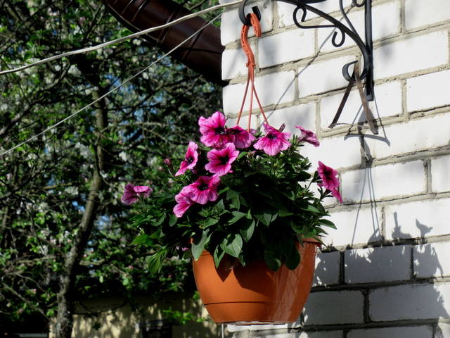 VFL.RU - ваш фотохостинг