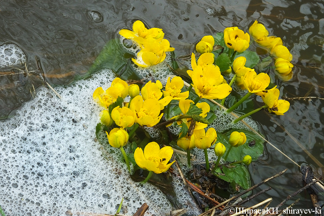 калужница болотная