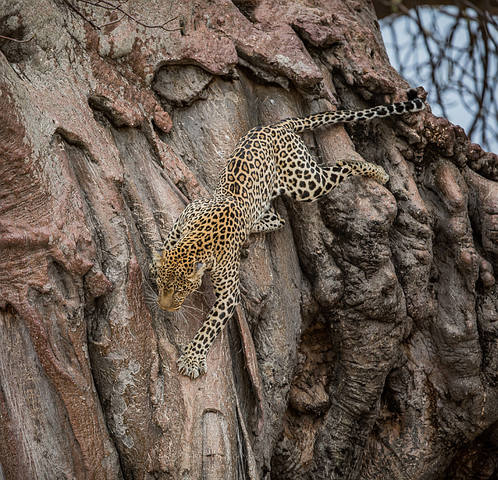 Patrick-Hozza-leopard-baobab-tree-Ruaha-National-Park-Tanzania 100