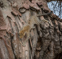 Patrick-Hozza-leopard-baobab-tree-Ruaha-National-Park-Tanzania 100