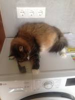 VFL.RU - ваш фотохостинг