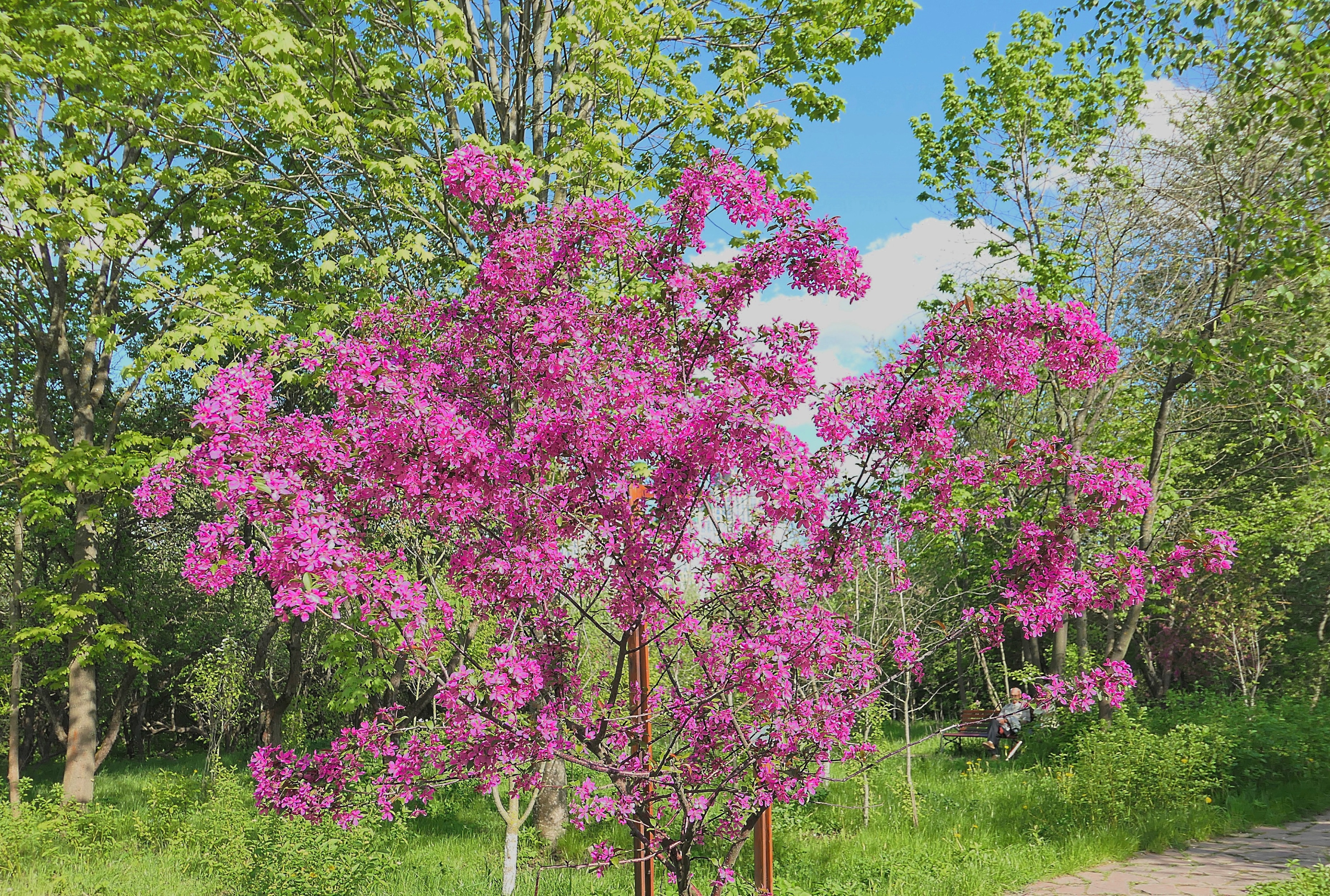 Цветущая сакура (японская вишня) в долине р. Сетунь. Фото Морошкина В.В.
