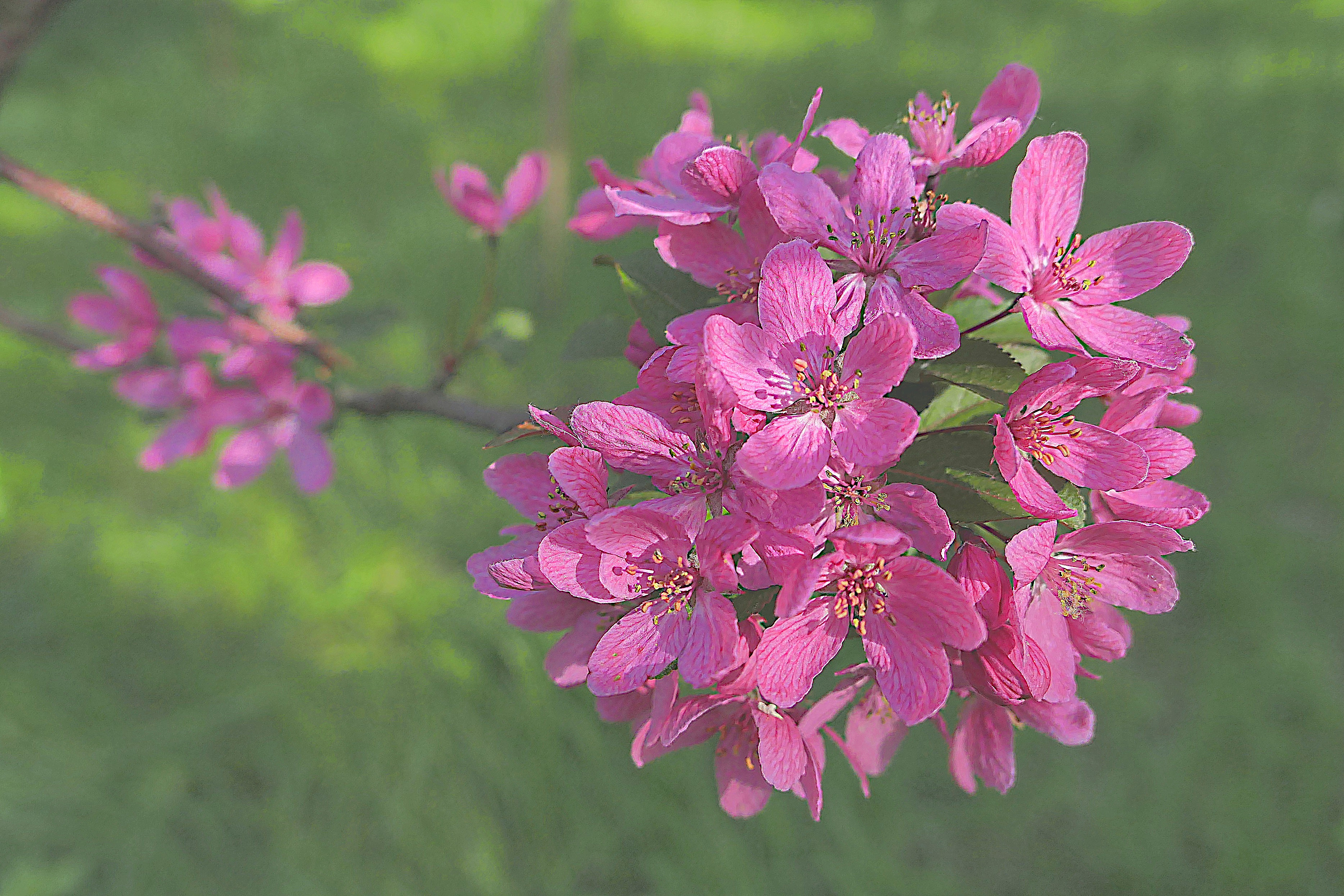 Цветки сакуры (японской вишни). Фото Морошкина В.В.