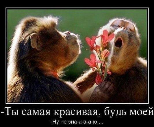 VFL.RU -  