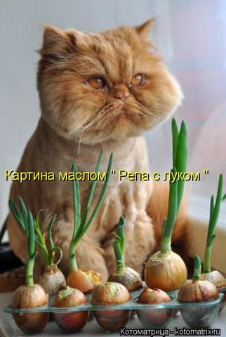 VFL.RU -  