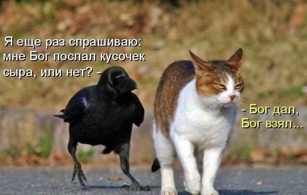 VFL.RU -  