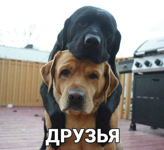 VFL.RU -  