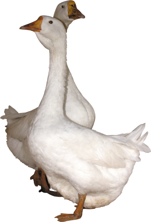 Clipart fowl (1)