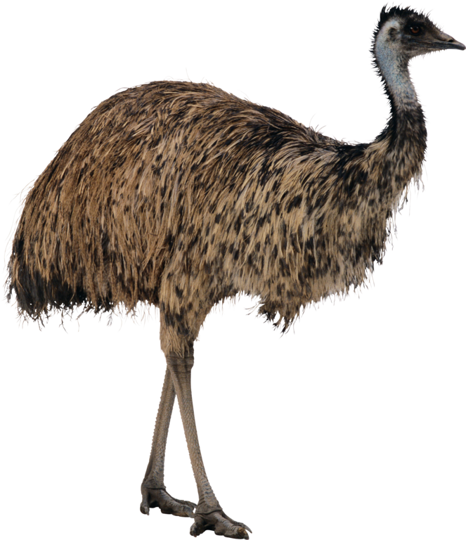 Clipart fowl (2)