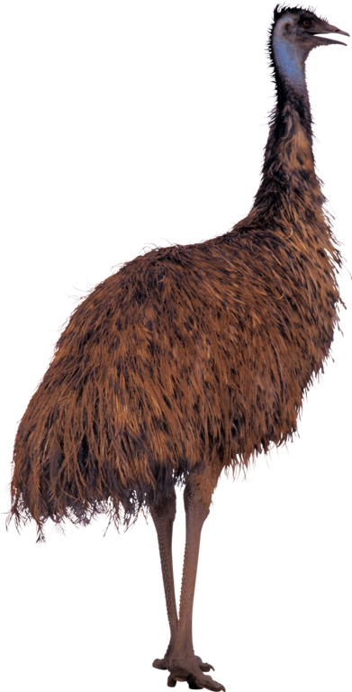 Clipart fowl (5)