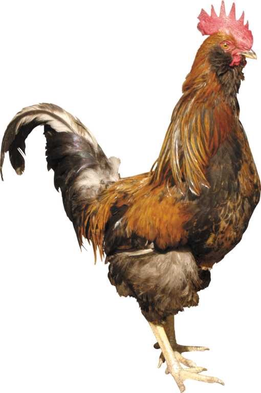 Clipart fowl (7)