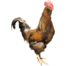 Clipart fowl (7)