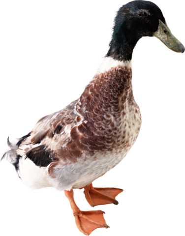 Clipart fowl (32)