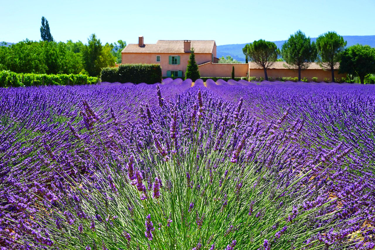 Lavender Field Estate