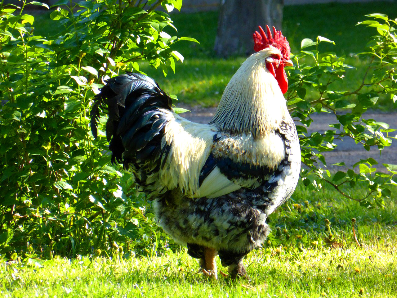 Rooster on the Lawn