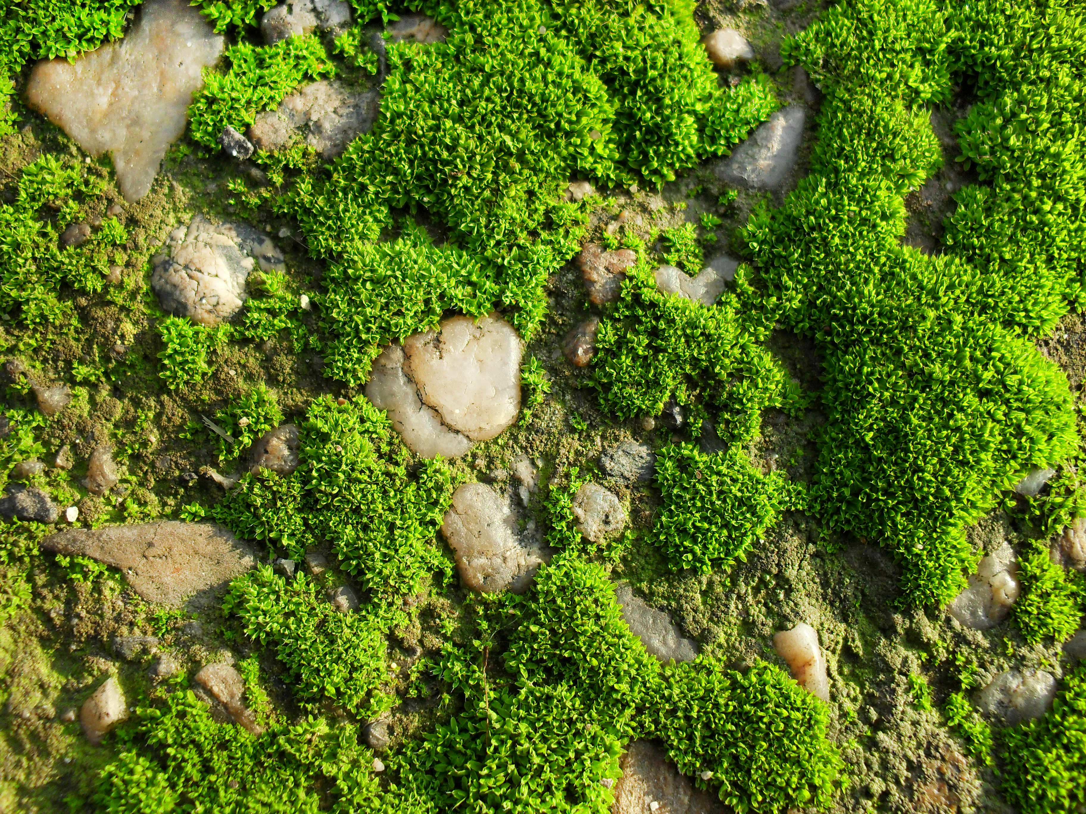 moss-and-stones