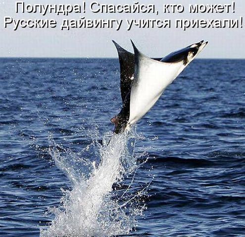 VFL.RU -  