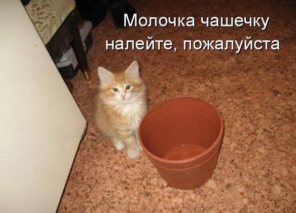 VFL.RU -  