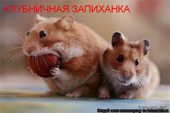 VFL.RU -  