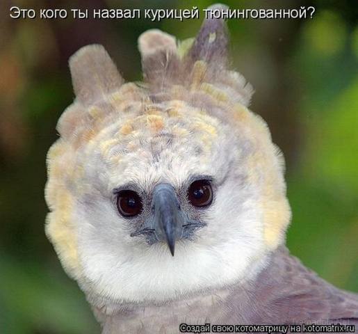 VFL.RU -  