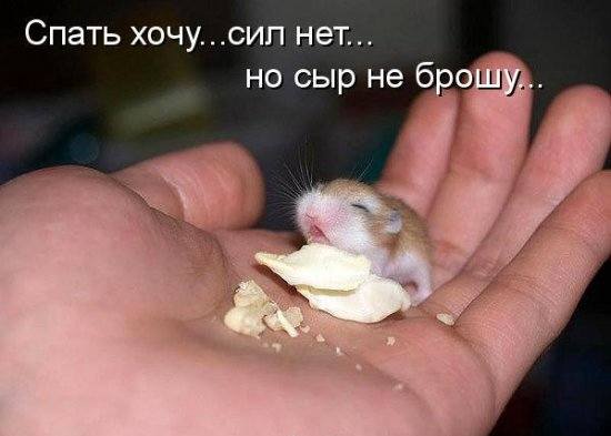 VFL.RU -  