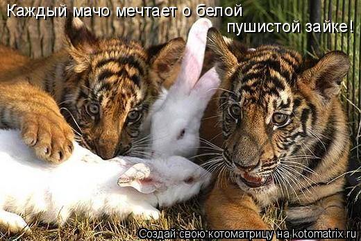 VFL.RU -  