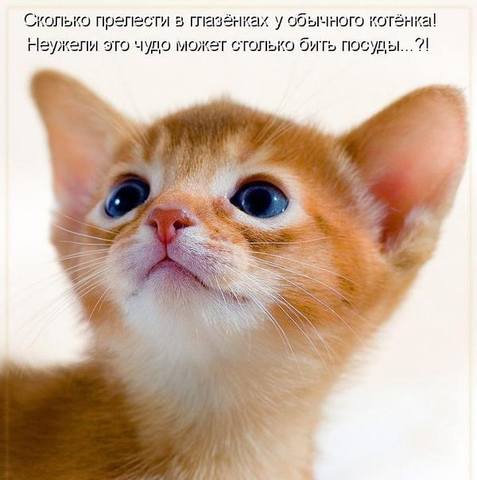VFL.RU -  
