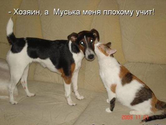 VFL.RU -  