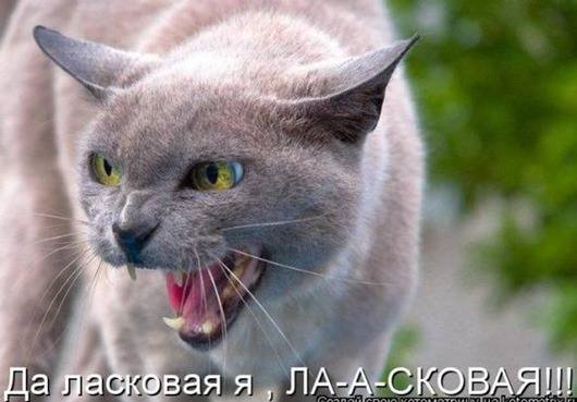 VFL.RU -  