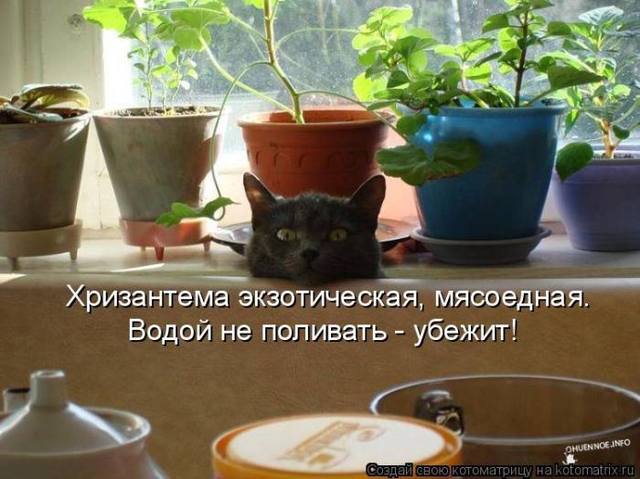 VFL.RU -  