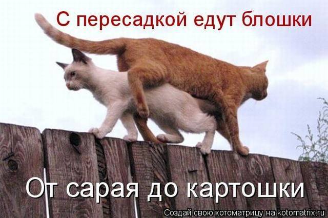 VFL.RU -  