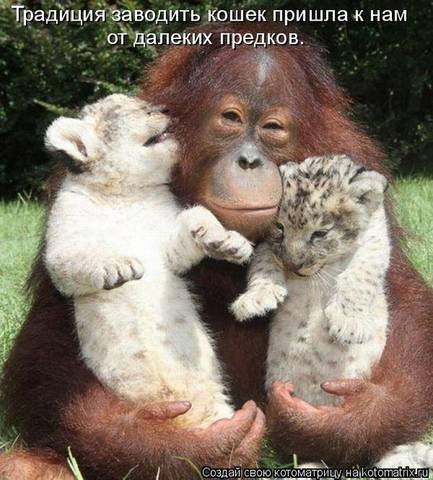 VFL.RU -  