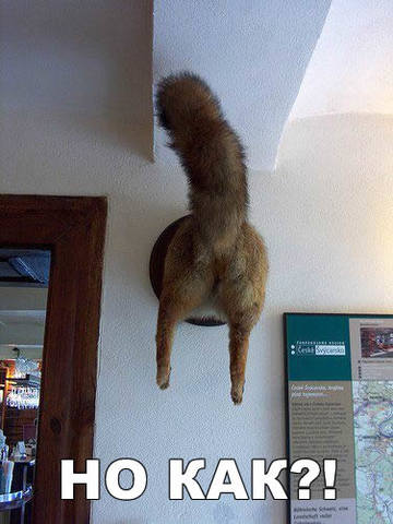 Bad taxidermy 6