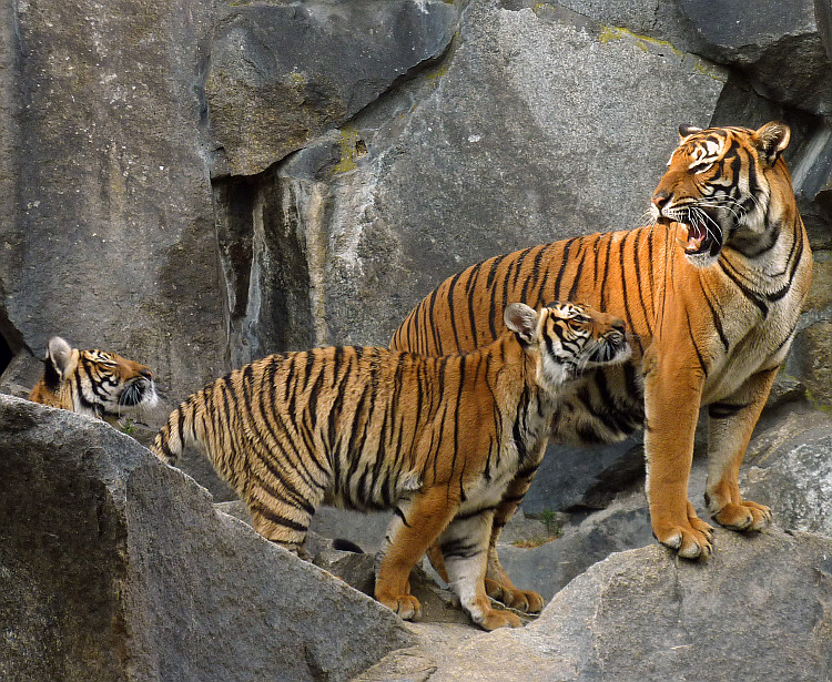 тигр индоки Panthera tigris corbetti (Tierpark Berlin) 841-723-(118) 100