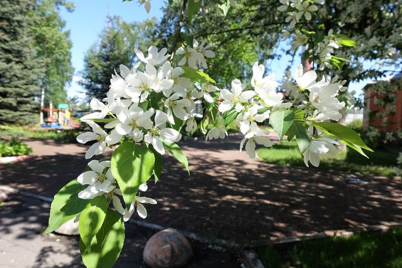 Больница Петра Великого Больница Петра Великого