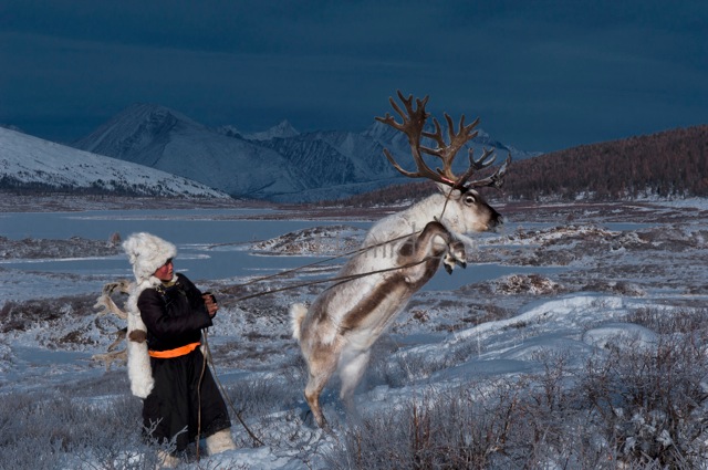 reindeer4