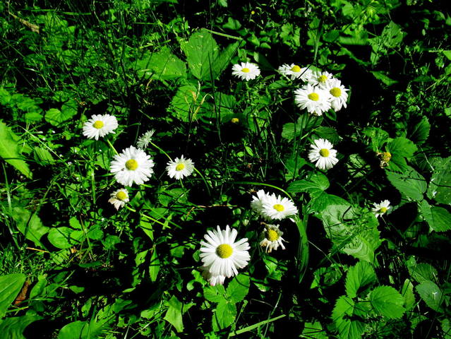 VFL.RU - ваш фотохостинг