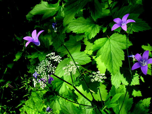 VFL.RU - ваш фотохостинг