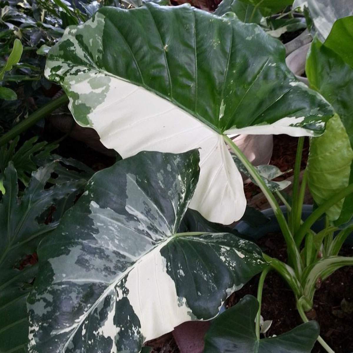 Алоказия гагеана вариегатная. Алоказия macrorrhiza. Алоказия Alocasia macrorrhiza variegata. Алоказия Жаклин. Алоказия macrorrhiza Вариегата.