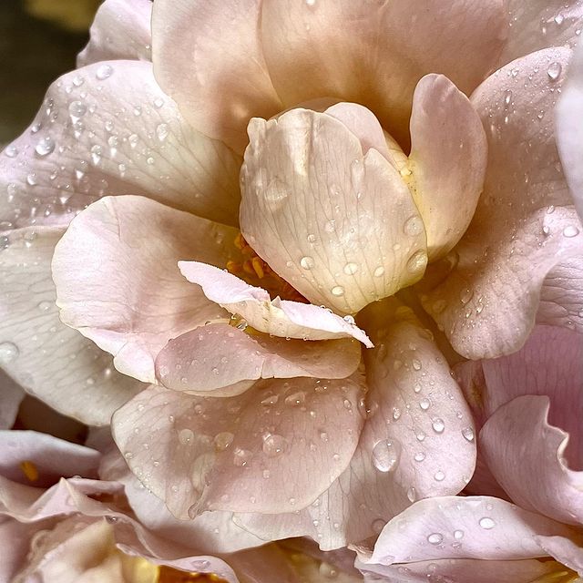 фото Манон Паарденкоопер9