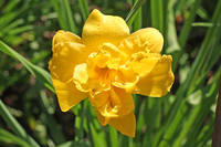 Yellow-Bouquet