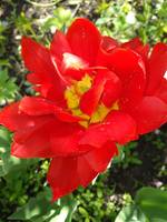 VFL.RU - ваш фотохостинг