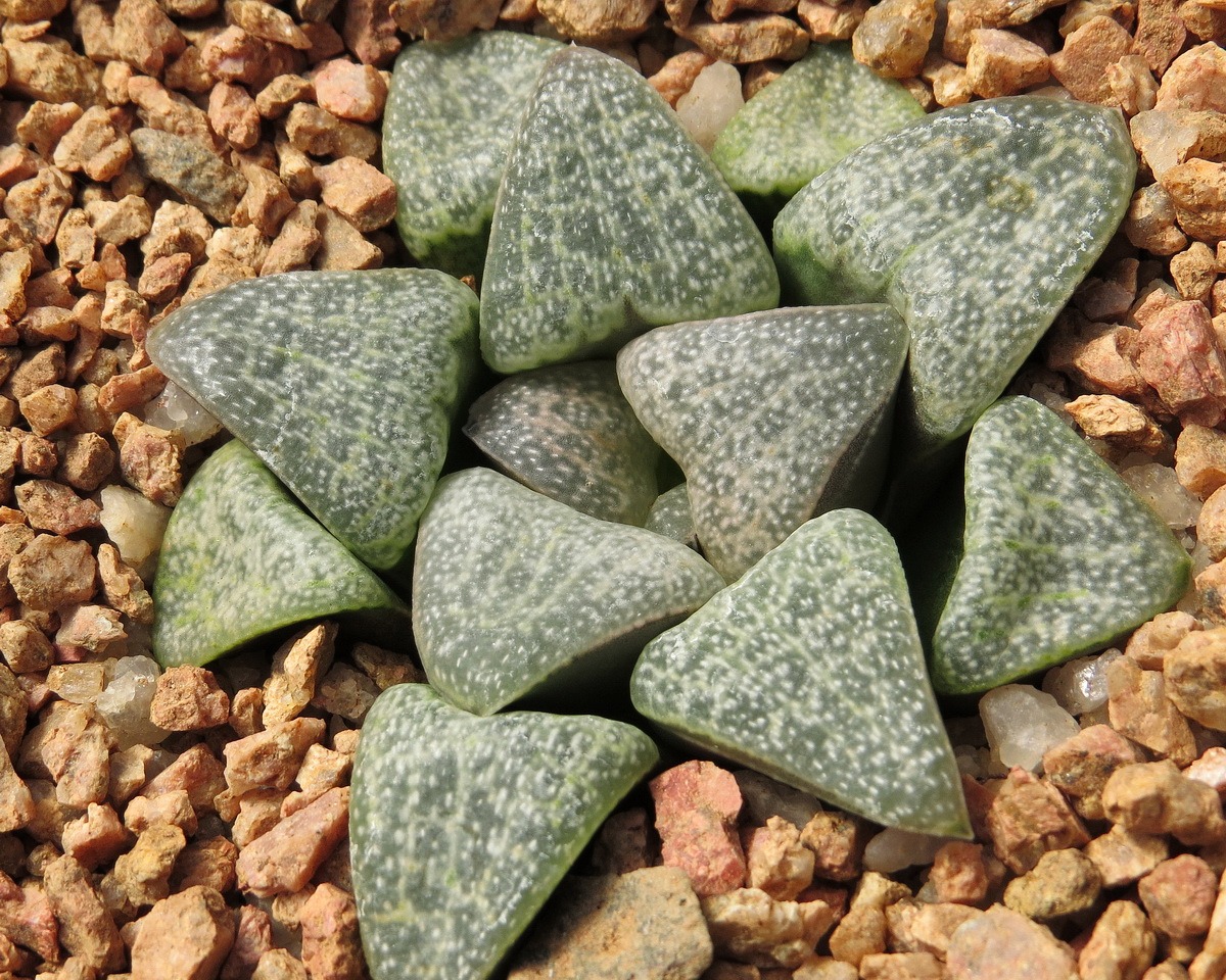 pygmaea argenteo-maculosa