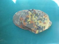 VFL.RU - ваш фотохостинг