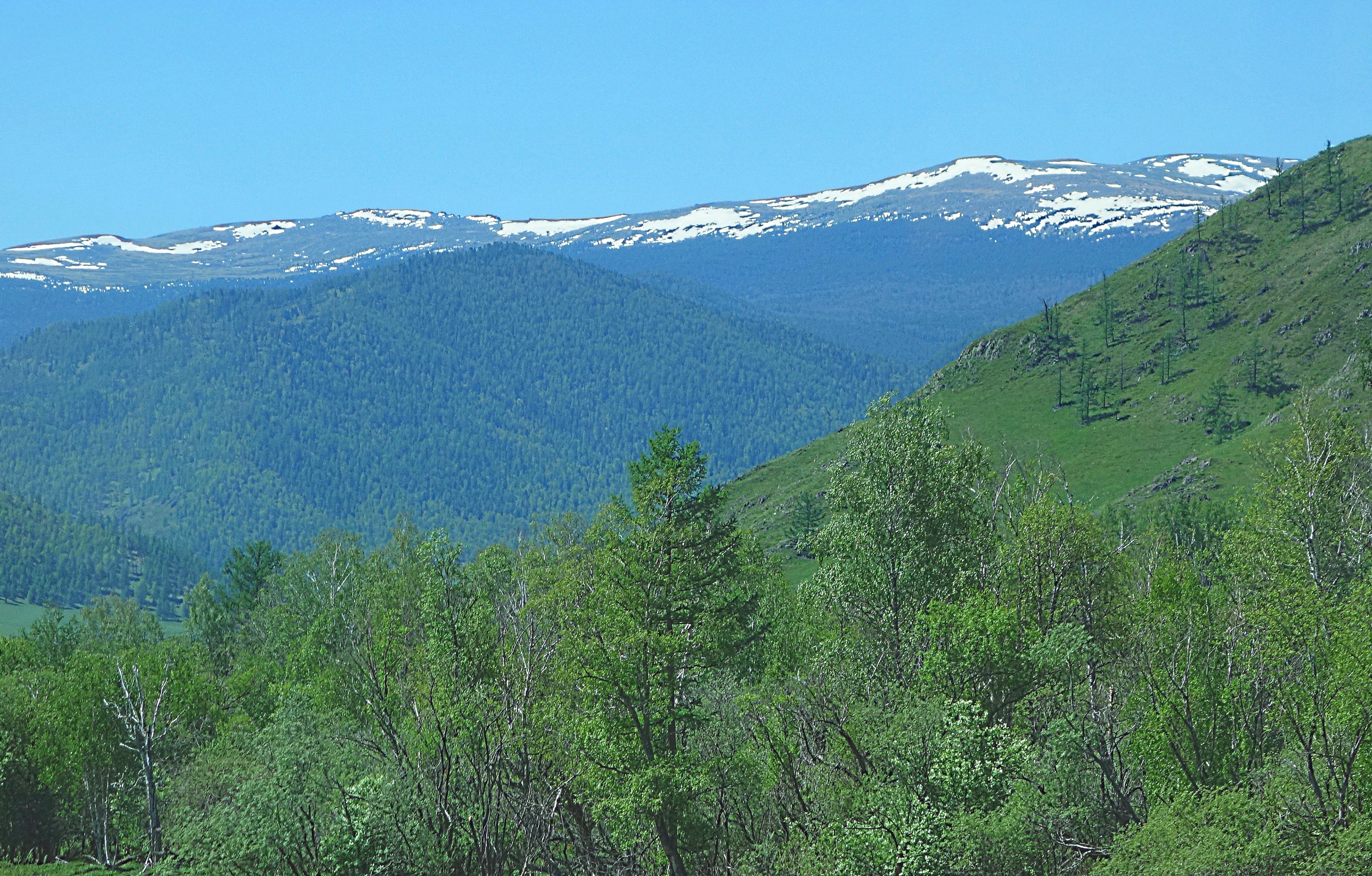 Лесистые горы Алтая. Фото Морошкина В.В.