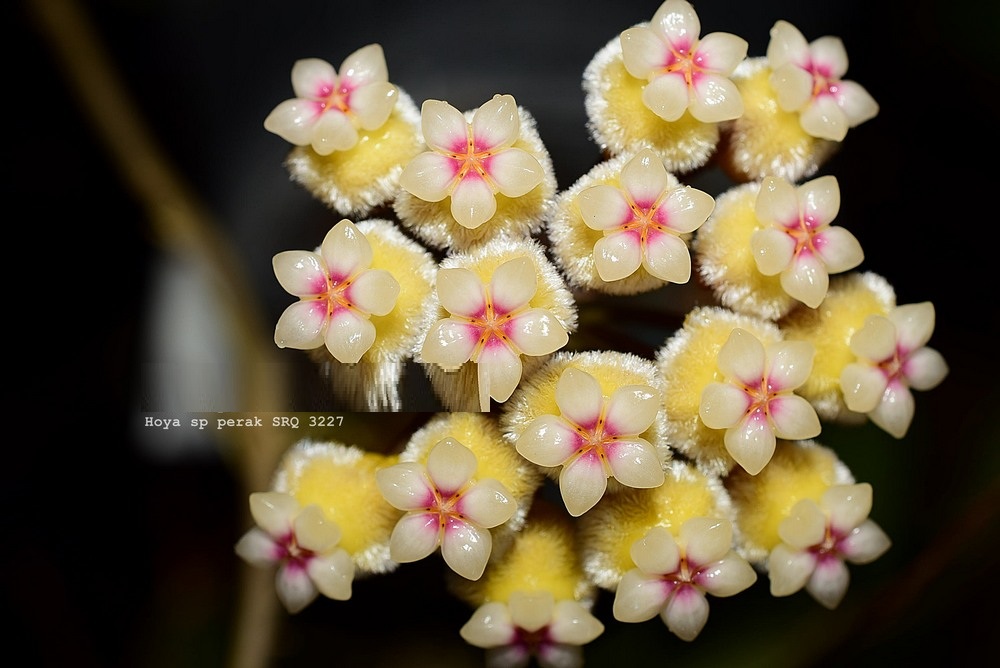 Hoya-perak