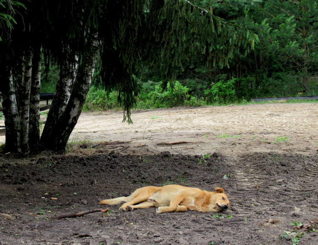 VFL.RU - ваш фотохостинг